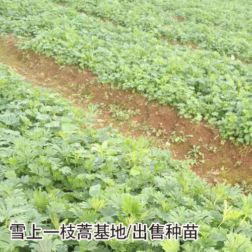 云南一枝蒿_雪上一枝蒿种苗批发_使用方法