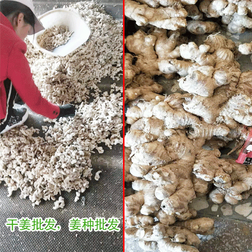 文山州干姜片%批发干姜片_云南干姜片批发价格￥出口干姜