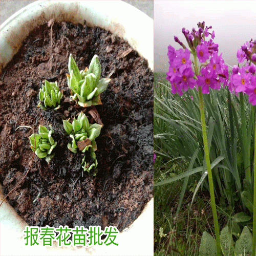 报春花怎么扦插繁殖呢_报春花哪里有销售