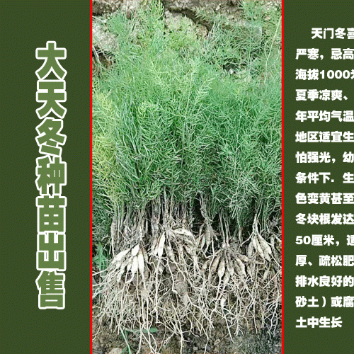 陕西商洛市天冬苗价格比云南高