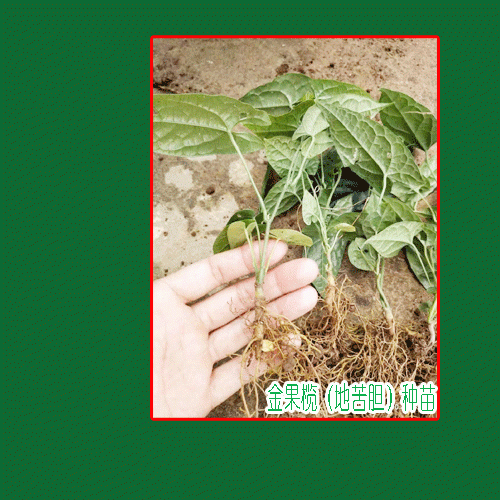 地苦胆苗图片及功效_地苦胆苗价格