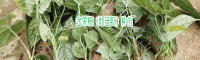 地苦胆功效_金果揽苗_九龙胆种植技术