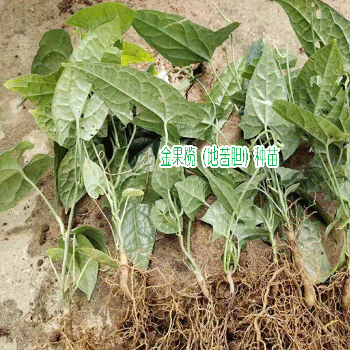 地苦胆(又叫金果揽)种苗，白芨种苗，黄精种苗