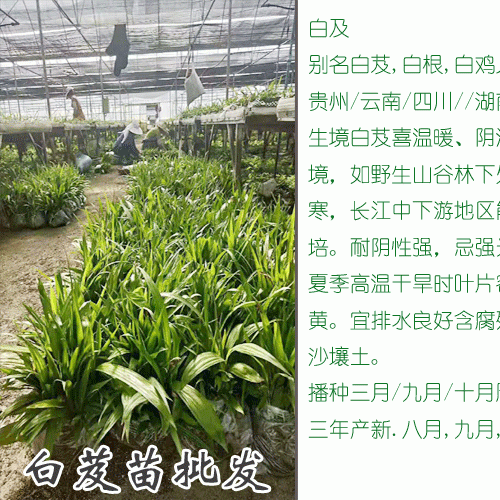 白芨（白及）小苗多少钱一株?