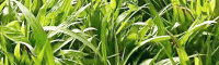 白芨根部_如何选购白芨种苗