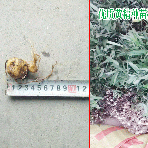 怀化哪里有黄精苗买_黄精苗怎么种植
