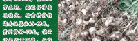 黄精苗种植方式_块茎移栽