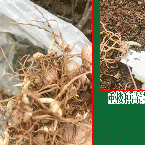怎样才能提高重楼成活率