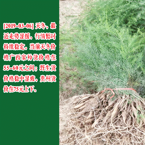 天门冬种苗_2019家种天门冬种苗