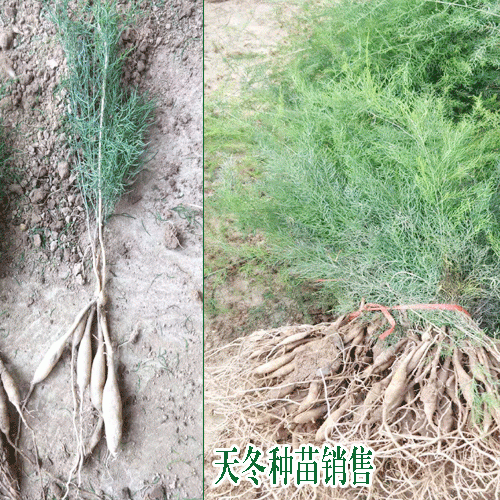 天门冬种植有前景吗