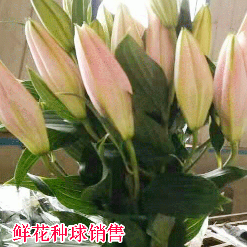 百合种植几天可以出芽