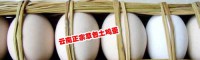 2021土鸡批发价格#文山富宁哪里有土鸡供应