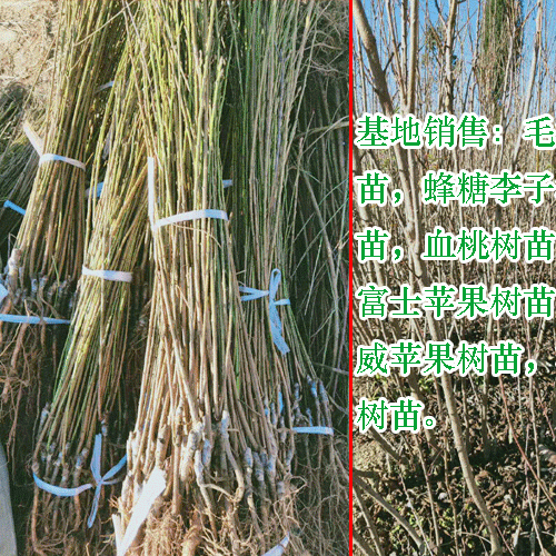 永青一号_云南曲靖花椒苗价格_马龙花椒苗供应厂家