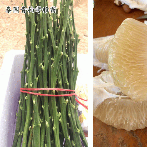 泰国青柚考雅苗那有售_泰国青皮柚子苗
