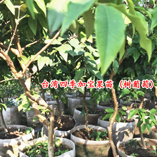 树葡萄树苗/_树葡萄树苗怎么种