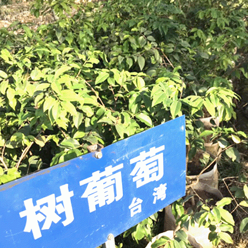 台湾树葡萄能不能吃_树萄葡种几年可以结果