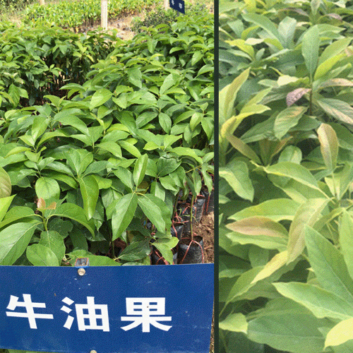 牛油果树苗哪里多_云南牛油果树苗供应商