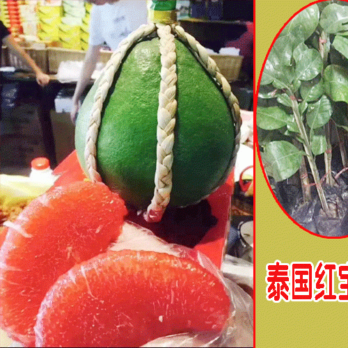 泰国红宝石柚特征_泰国红宝石苗销售
