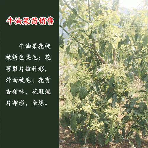 牛油果苗_牛油果的价值