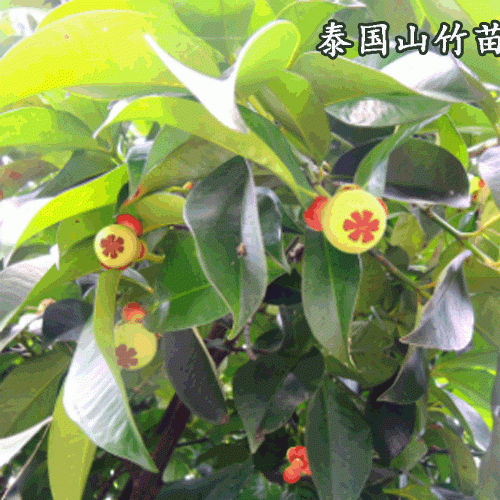泰国山竹苗多少钱一棵_山竹苗适合哪里种植