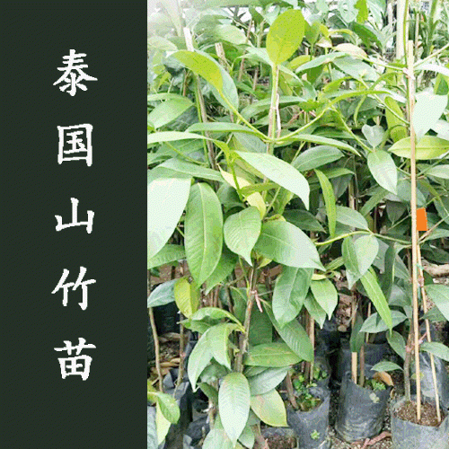 泰国山竹几年挂果_+泰国山竹苗场