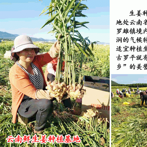 生姜的栽培条件_云南干姜今日行情走势