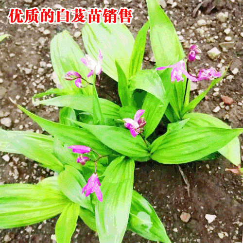 白芨的繁殖_分株繁殖_播种繁殖