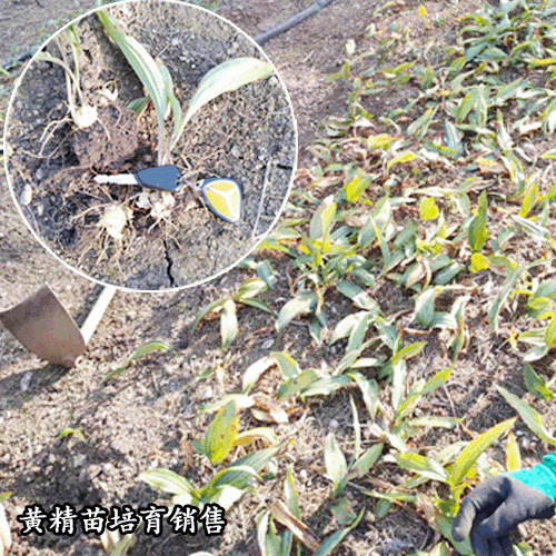 黄精种苗价格在16-18元/公斤