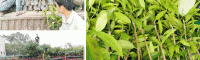 芒果苗种植技术_芒果树苗怎么种植?