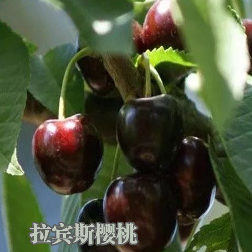 樱桃树适合在什么地方种植