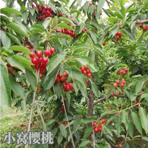 樱桃树品种选择如何区分_云南樱桃树新品种