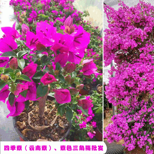 云南三角梅小苗批发_昆明三角梅花期-芊荨三角梅基地