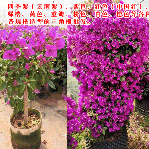 云南三角梅小苗价格_云南三角梅袋苗