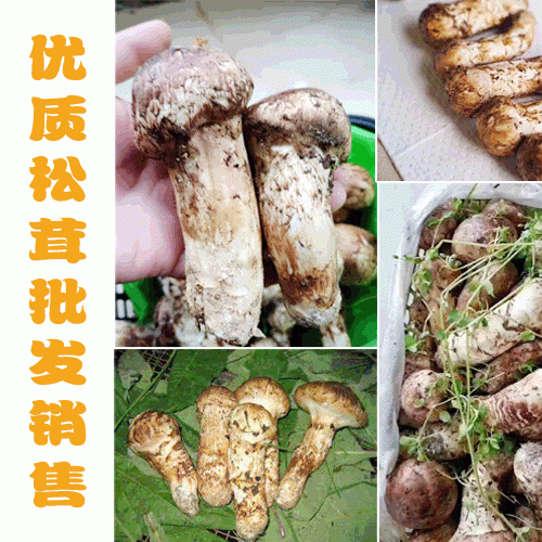 产地松茸是如何分级别的_云南松茸农户批发(附价格表)