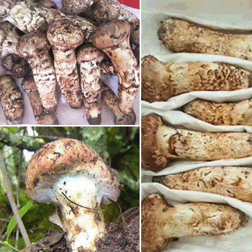 松茸选购方法要点?
