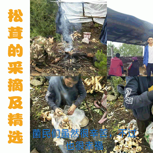 松茸到底都有些什么营养价值功效