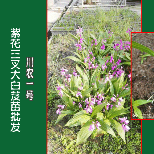 云南哪里的白芨苗好&紫花白芨苗销售