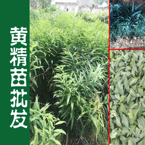 云南滇黄精种苗基地#云南滇黄精种植品种&滇黄精种苗