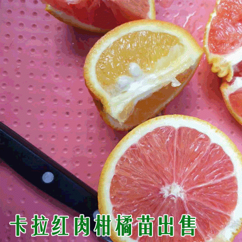 红肉脐橙_卡拉红肉脐橙采收方法
