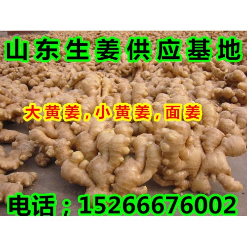 山东生姜多钱一斤批发，山东省大黄姜基地批发价格