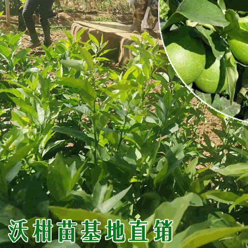 云南宾川沃柑苗品种介绍
