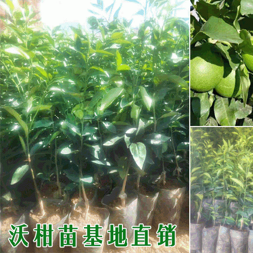 沃柑苗批发_云南农科院(沃柑苗)