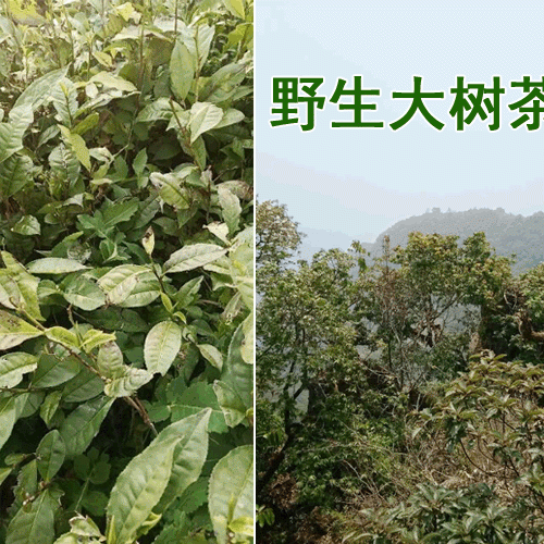茶树苗适合在海拔多少地方种植