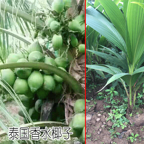 泰国香水椰苗价格?_泰国香水椰在浙江嘉兴市58.8 元/箱