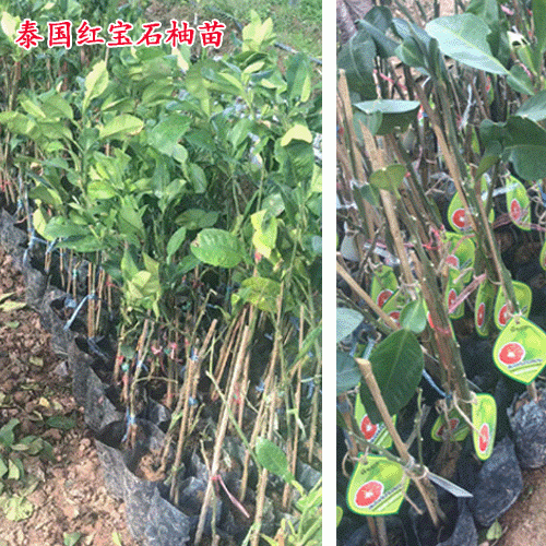 泰国红宝石柚_泰国皇室享用的柚子
