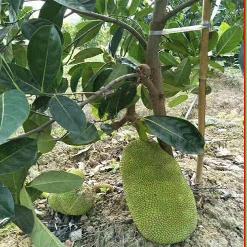 泰国红肉菠萝蜜苗的由来_泰国红肉菠萝蜜苗生产基地
