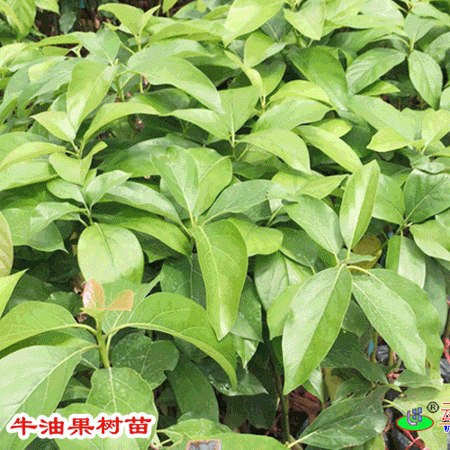 那里有牛油果树苗&牛油果要怎么种植盆栽&牛油果几年结果?