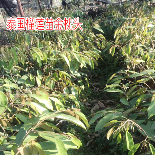 泰国榴莲苗金枕头
