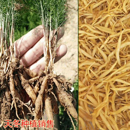 大天冬种植技术_丽江天冬高产_云南大天冬育苗