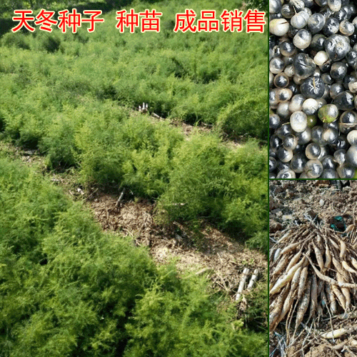 大天冬生长条件_云南大天冬的种植前景(年需求量600万)